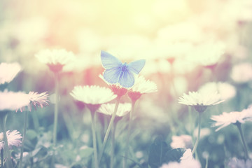 Obraz premium Blue butterfly on the daisy flower