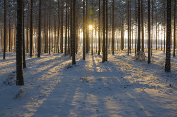 Winter Pine Forest landscape