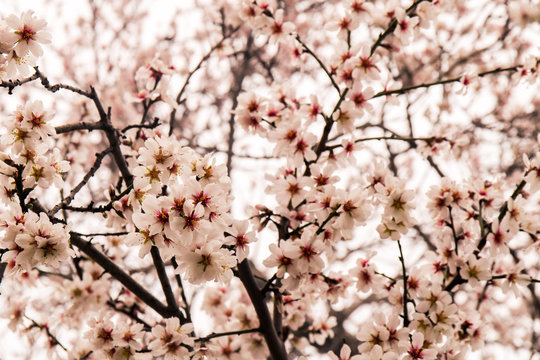 Rosane Blüten am Mandelbaum in Nahaufnahme