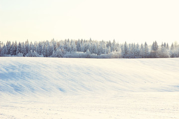 Winter. Beautiful winter landscape with snow covered trees