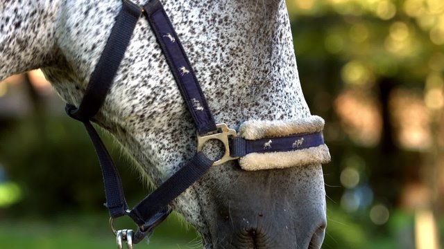 Silver horse closeup