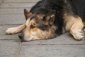 Homeless dog on the street in Sarajevo , Bosnia and Herzegovina