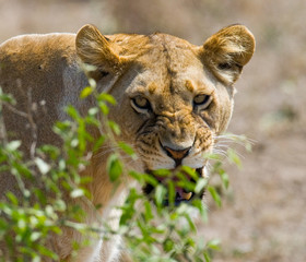 Portrait of a lioness. Close-up. Kenya. Tanzania. Maasai Mara. Serengeti. An excellent illustration.