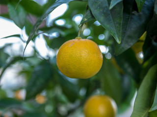 Close-up of juicy lemon in Italy -1