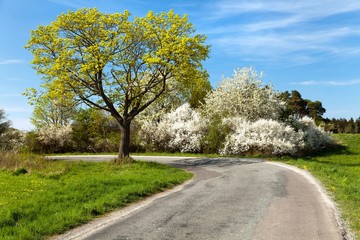 Springtime view, road and flowering trees