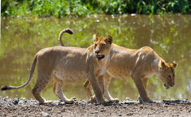Two young lion near the water. National Park. Kenya. Tanzania. Masai Mara. Serengeti. An excellent illustration.
