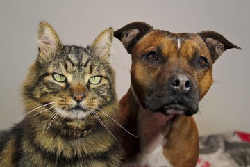 dog and cat waiting