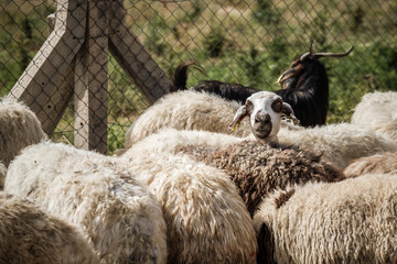 Goats and Sheep at Animal Market