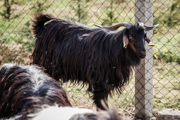 Goats and Sheep at Animal Market