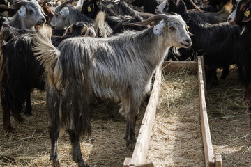 Goats and Sheep at Animal Market