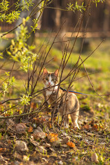 The beautiful brown cat hunts in a green grass and leaves. Morning time