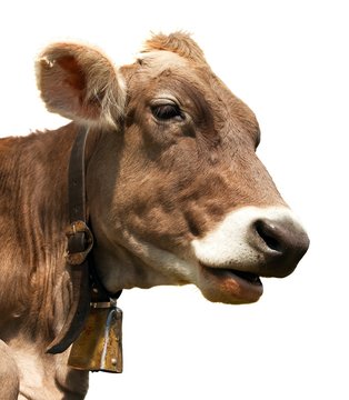 head of brown cow (bos primigenius taurus) with cowbell