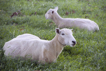 Sheeps on the mountains of the north island of New Zealand