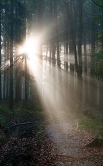 Naklejka premium View from wood with contreyour sun rays