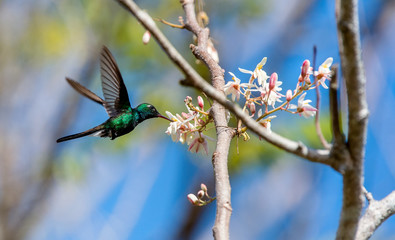 Flying Cuban Emerald Hummingbird (Chlorostilbon ricordii),