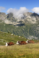 Fototapeta na wymiar 3 vaches avec leur cloche couchées dans un pré, les montagnes des Alpes en fond