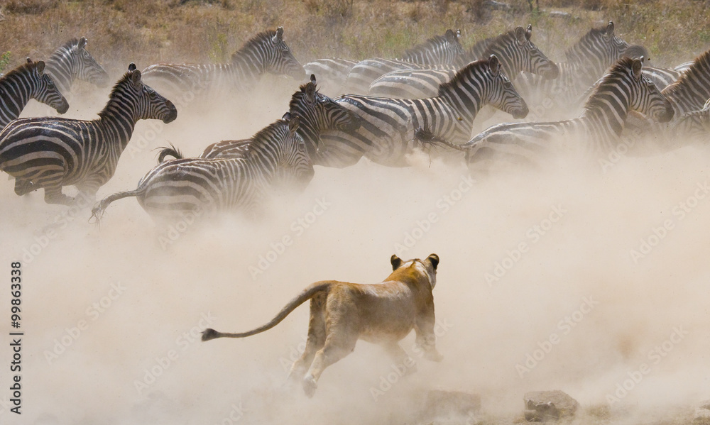 Wall mural lioness sre attacking on a zebra. national park. kenya. tanzania. masai mara. serengeti.