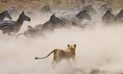 Photo sur Plexiglas Lion Attaque de lionne sur un zèbre. Parc national. Kenya. Tanzanie. Masaï Mara. Serengeti. Une excellente illustration.