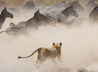 Fototapeta na wymiar Lioness attack on a zebra. National Park. Kenya. Tanzania. Masai Mara. Serengeti. An excellent illustration.