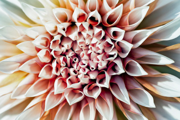 Coeur de chrysanthème