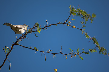 El pájaro se apoya en las ramas con espinas.