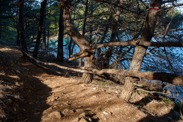 Losinj, Lussino, Croazia - sentiero valdarke