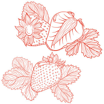 Vector drawing of strawberries
