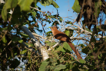 Pájaro naranja está en la rama. 