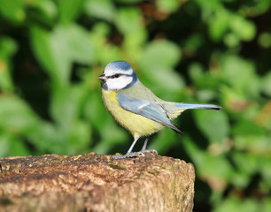 Close up of a Blue Tit perched on a tree stump