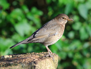 Close up of a female Blackbird on a tree stump