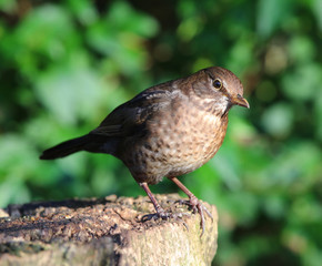 Close up of a female Blackbird on a tree stump