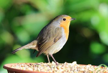Close up of a Robin  