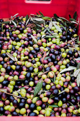 Some olives in a red box