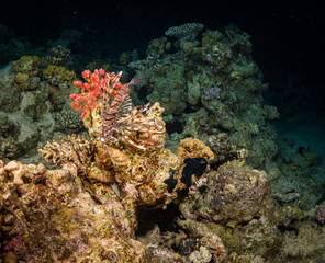 Plakat Night coral reef