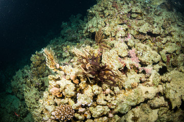 Plakat Night coral reef