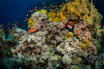 Coral reef