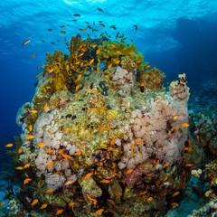 Coral reef