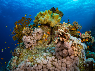 Coral reef