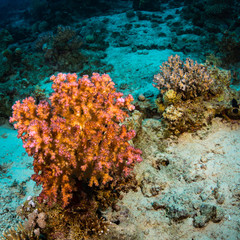 Coral reef
