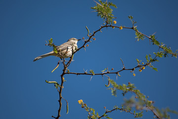 Pájaro rodeado de espinas de las ramas.