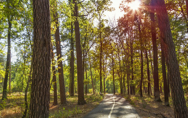 Bicycle and jogging track in the park