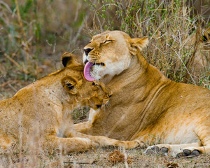Lions playing with each other. Savannah. National Park. Kenya. Tanzania. Maasai Mara. Serengeti. An excellent illustration.