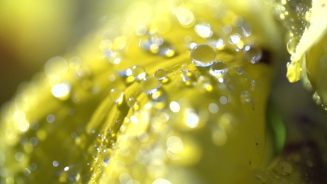 Dewdrops on a Yellow Flower