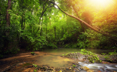 Inside in rainforest jungle with tropical plants and sun light shines through leaves and tree branches - 99867713