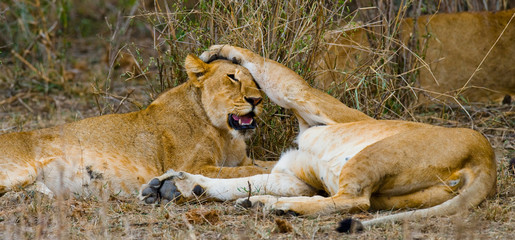 Lions playing with each other. Savannah. National Park. Kenya. Tanzania. Maasai Mara. Serengeti. An excellent illustration.