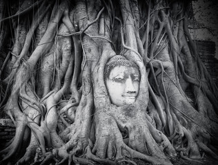 Thailand landmark and travel destination - Buddha head in tree roots