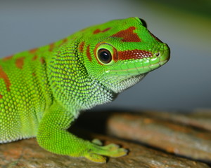 Fototapeta premium sei lieb