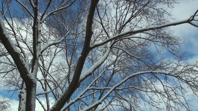 Tree branches after snowstorm.