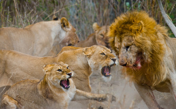 Fight in the family of lions. National Park. Kenya. Tanzania. Masai Mara. Serengeti. 