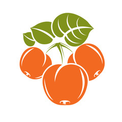 Vegetarian organic food simple illustration, vector ripe sweet o